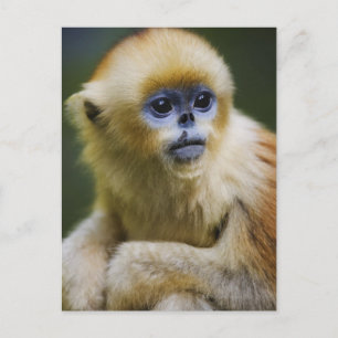 Carte Postale Golden monkey