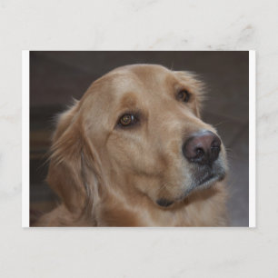 Carte Postale Golden Retriever