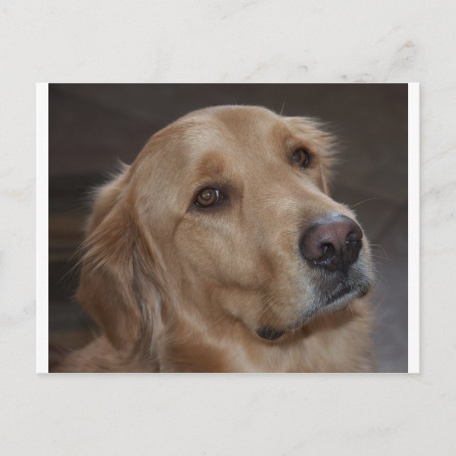 Carte Postale Golden Retriever (Devant)