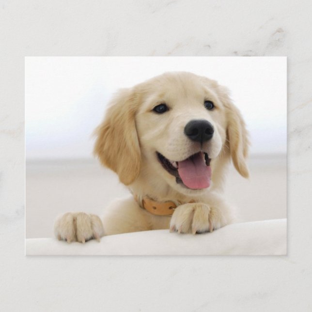 Carte Postale Golden retriever (Devant)