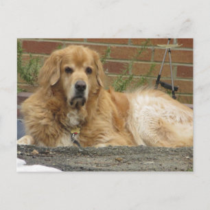 Carte Postale Golden Retriever