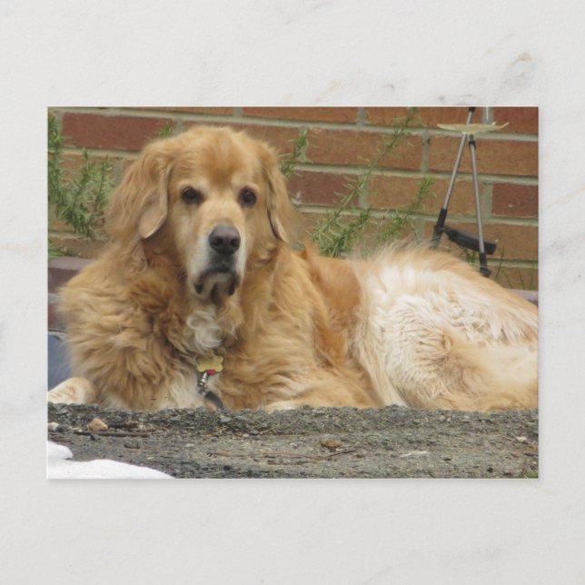 Carte Postale Golden Retriever (Devant)