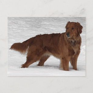 Carte Postale Golden Retriever