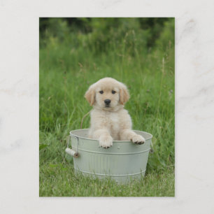 Carte Postale Golden Retriever