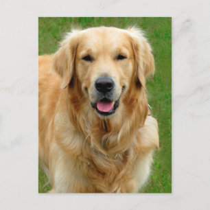 Carte Postale Golden Retriever