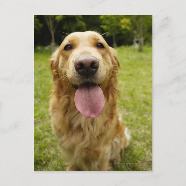 Carte Postale Golden Retriever 4 (Devant)