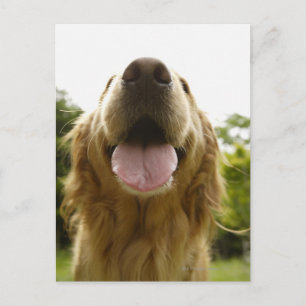 Carte Postale Golden Retriever 5