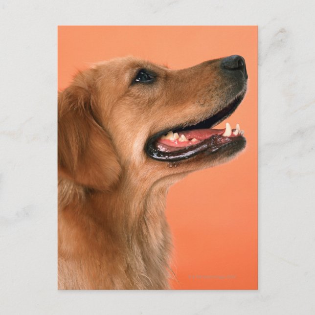 Carte Postale Golden Retriever 7 (Devant)