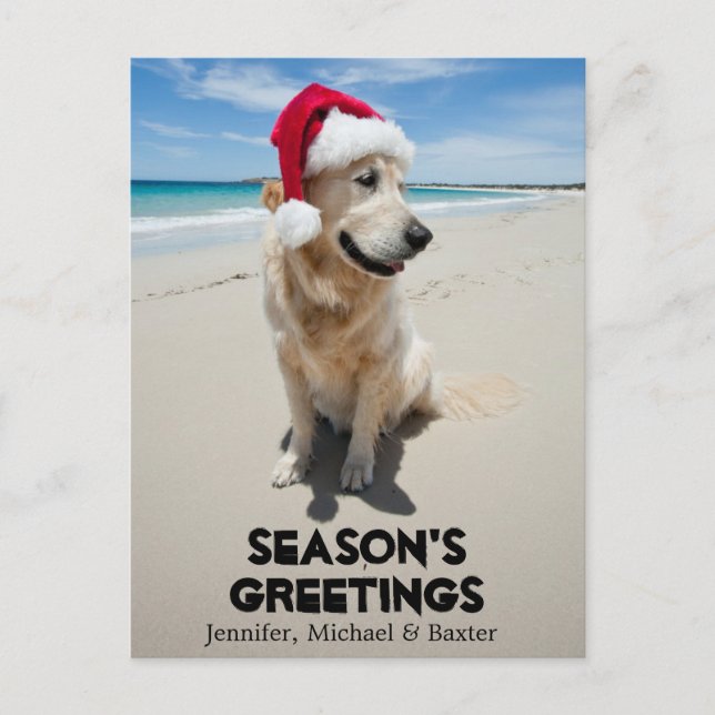 Carte Postale Golden Retriever à la plage vierge (Devant)