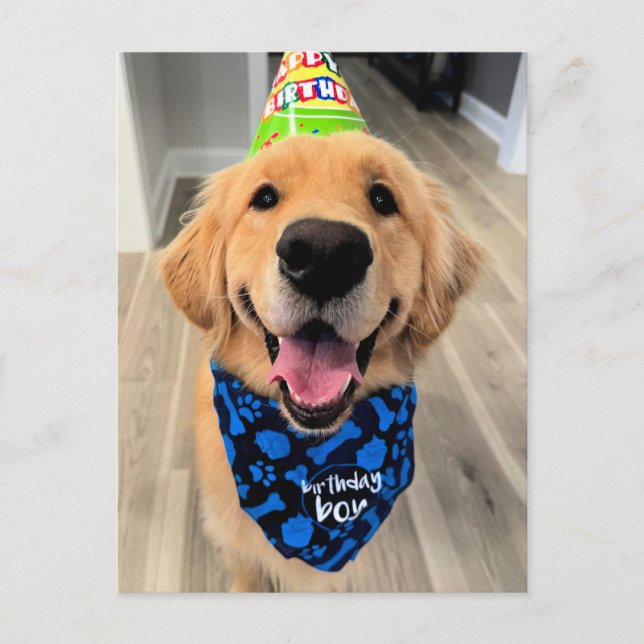 Carte Postale Golden Retriever avec Casquette d'anniversaire et  (Devant)