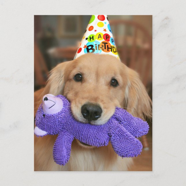 Carte Postale Golden Retriever avec chapeau Joyeux Anniversaire  (Devant)