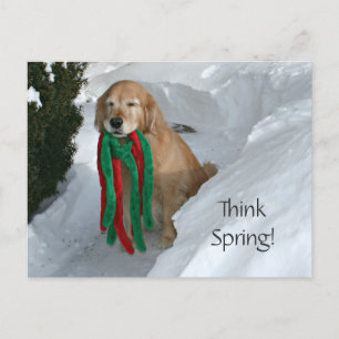 Carte Postale Golden Retriever Avec Jouet En Neige