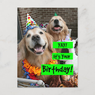 Carte Postale Golden Retriever C'est Ton Anniversaire