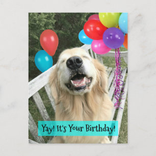 Carte Postale Golden Retriever Chien avec Ballons Anniversaire