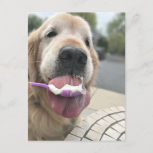 Carte Postale Golden Retriever Chien C'est toujours Ice Cream O'