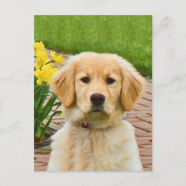 Carte postale Golden Retriever Chien, Daffodiques  (Devant)
