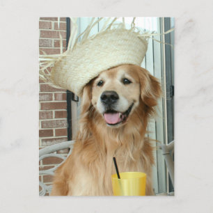 Carte Postale Golden Retriever Chien en paille Casquette heureux
