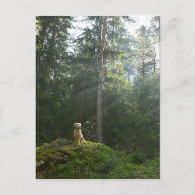 Carte Postale Golden Retriever Chien | Pine Woodland (Devant)