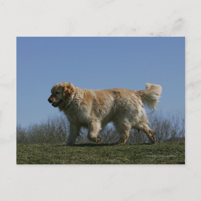 Carte Postale Golden retriever courant 3 (Devant)