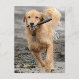 Carte Postale Golden Retriever Courant Avec Bâton Dans La Bouche