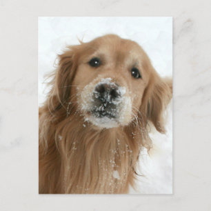 Carte Postale Golden Retriever dans la neige