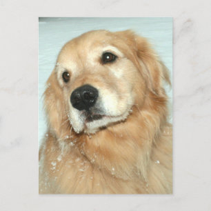 Carte Postale Golden Retriever dans le rêve de neige du printemp