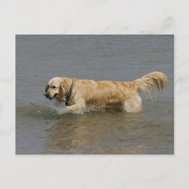 Carte Postale Golden Retriever dans l'eau (Devant)