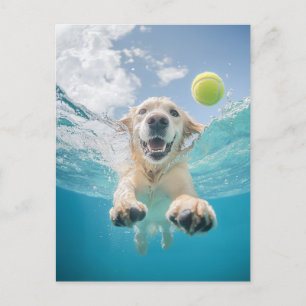 Carte Postale Golden Retriever Diving Tennis Ball Sous l'eau