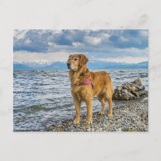 Carte Postale Golden Retriever Dog at Beach Blue Sky Photo (Devant)