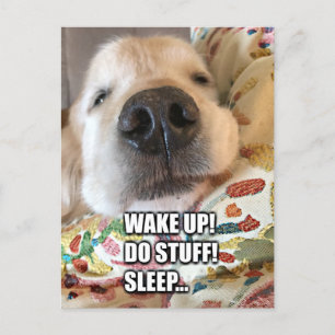 Carte Postale Golden Retriever Dog Motivational Meme