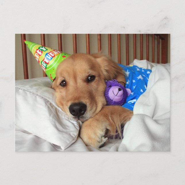 Carte Postale Golden Retriever endormi en pyjama pour son annive (Devant)