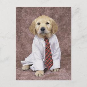 Carte Postale Golden Retriever ; est relativement moderne et