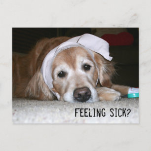 Carte Postale Golden Retriever in Banding Get Well Bientôt