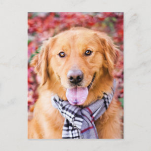 Carte Postale Golden Retriever In Scarf