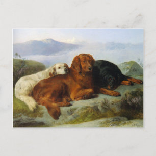 Carte postale Golden Retriever, Irish et Gordon Se