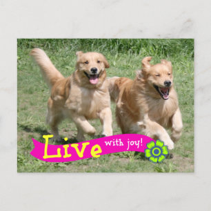Carte Postale Golden Retriever Live