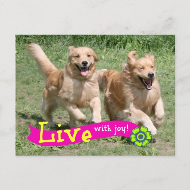 Carte Postale Golden Retriever Live (Devant)