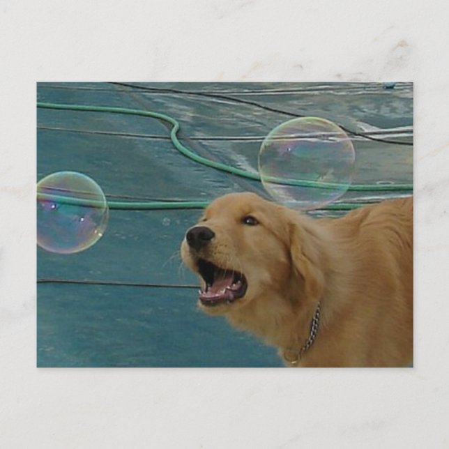 Carte Postale Golden Retriever Love (Devant)