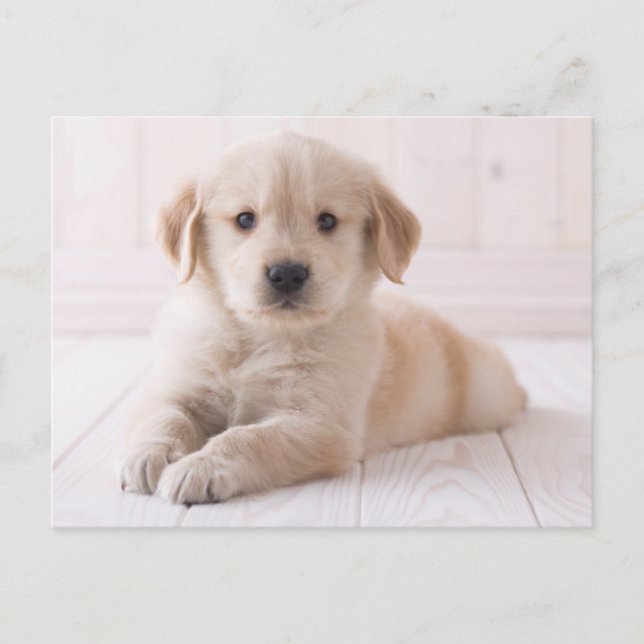 Carte Postale Golden Retriever Lying Down (Devant)