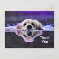 Carte postale Golden Retriever Merci