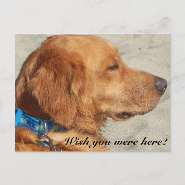 Carte postale Golden Retriever Miss You (Devant)
