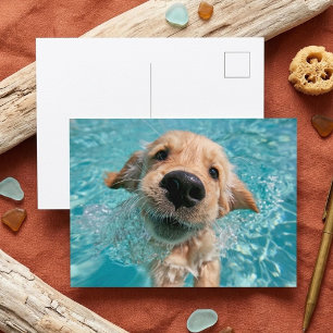 Carte Postale Golden Retriever Nageant Chiots Fun Été