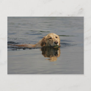 Carte Postale Golden Retriever Natation