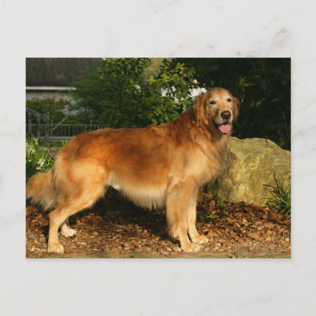 Carte Postale Golden Retriever Panting (Devant)