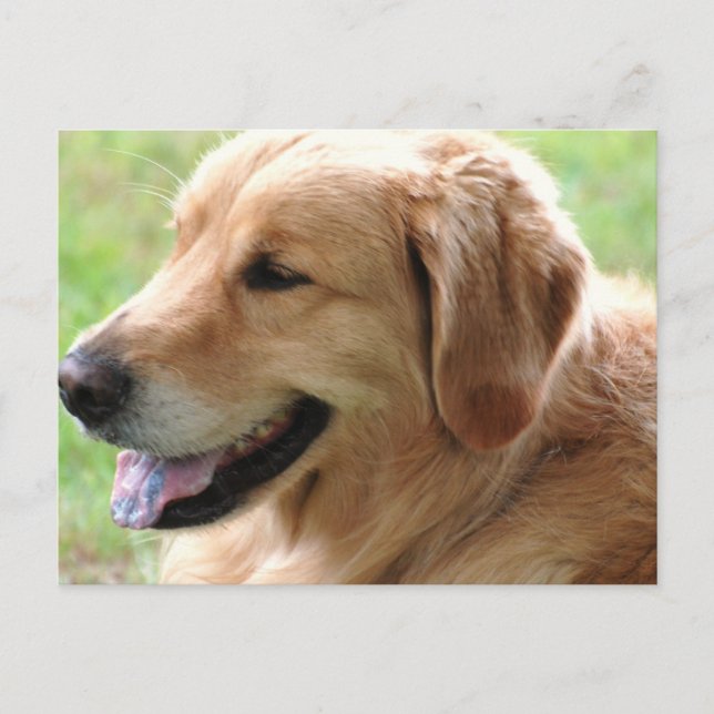 Carte postale Golden Retriever Pup (Devant)