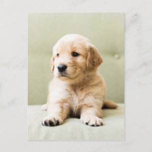 Carte Postale Golden Retriever Puppy
