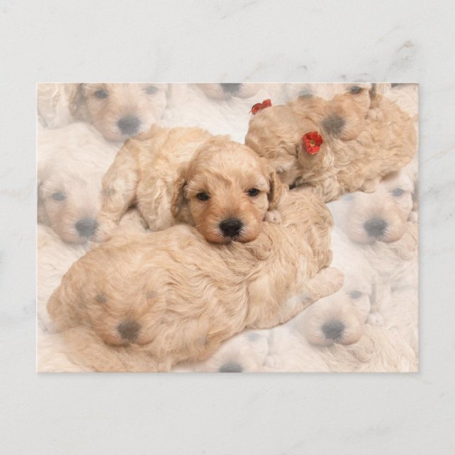 Carte postale Golden Retriever Puppy (Devant)