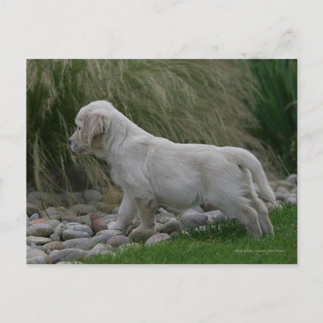 Carte Postale Golden Retriever Puppy Standing (Devant)