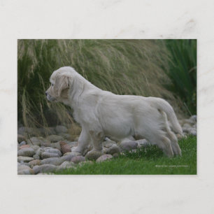 Carte Postale Golden Retriever Puppy Standing