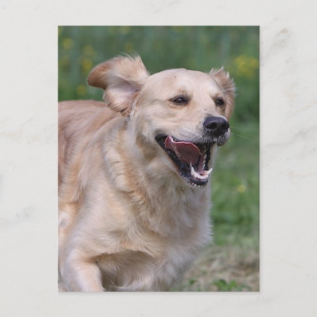 Carte Postale Golden Retriever Running 1 (Devant)